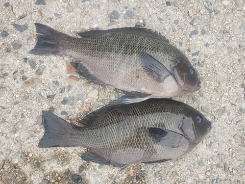 クチブトグレの釣果