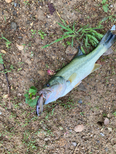 ラージマウスバスの釣果