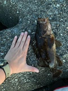 クロソイの釣果