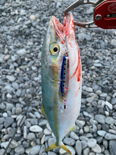 ワカナゴの釣果