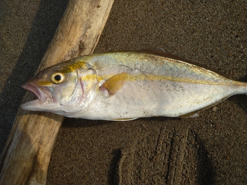 ショゴの釣果