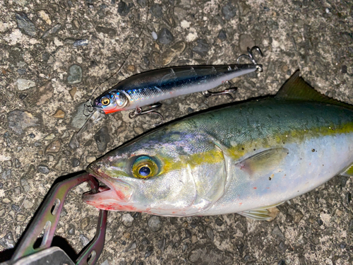 イナダの釣果