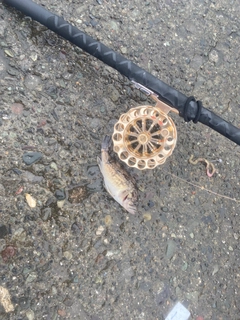 クロソイの釣果