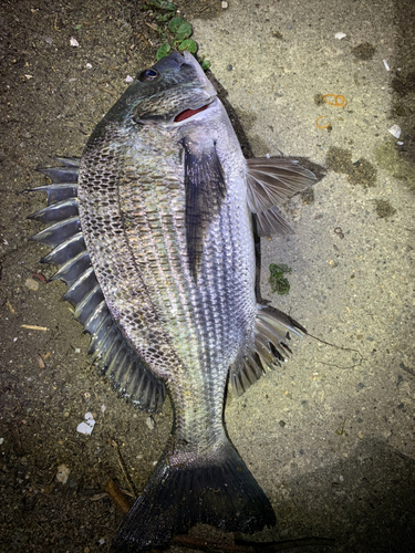 クロダイの釣果