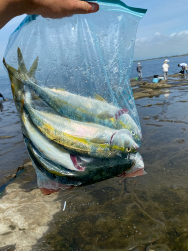 ワカシの釣果