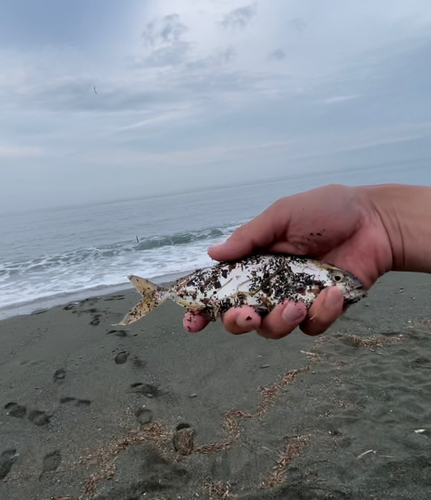 ショゴの釣果