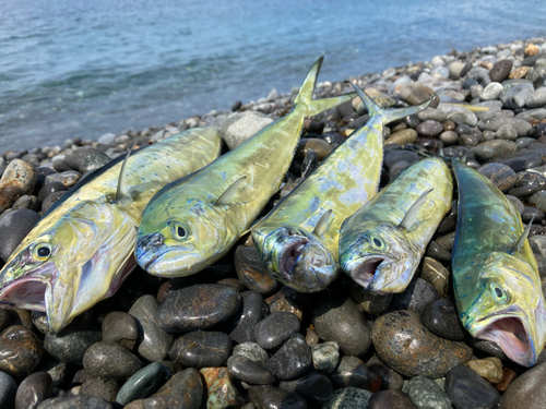 シイラの釣果