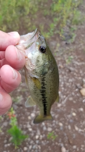 ラージマウスバスの釣果