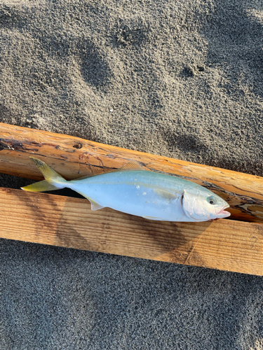 ショゴの釣果