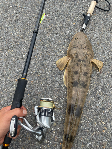 マゴチの釣果