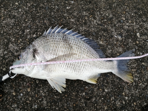 キチヌの釣果