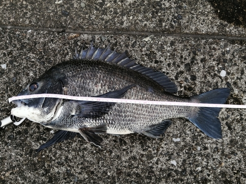 クロダイの釣果