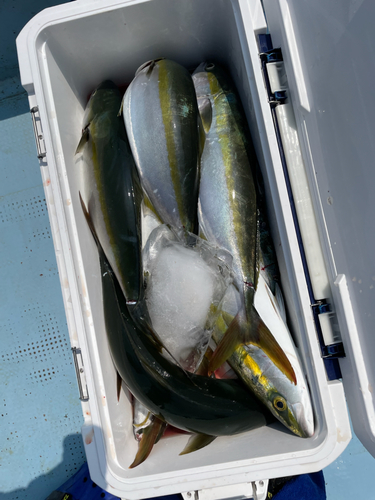 ハマチの釣果