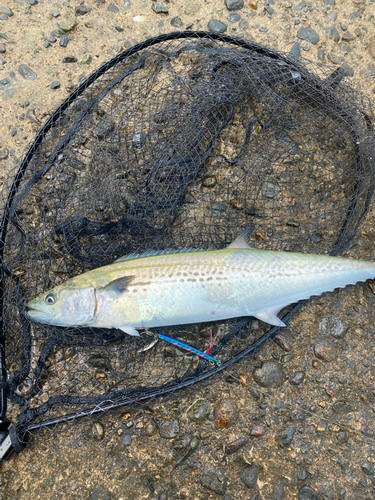 サゴシの釣果