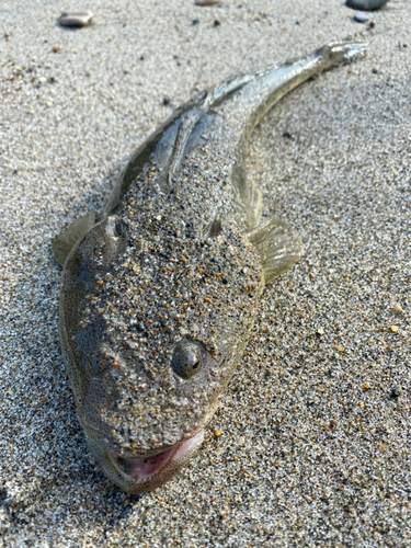 マゴチの釣果