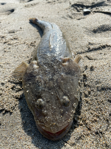 マゴチの釣果