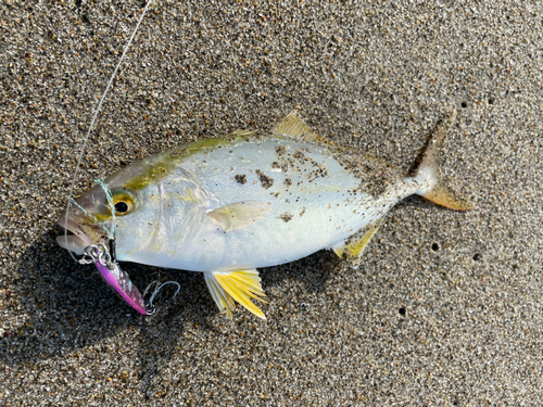 ショゴの釣果