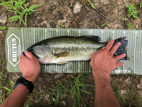 ラージマウスバスの釣果