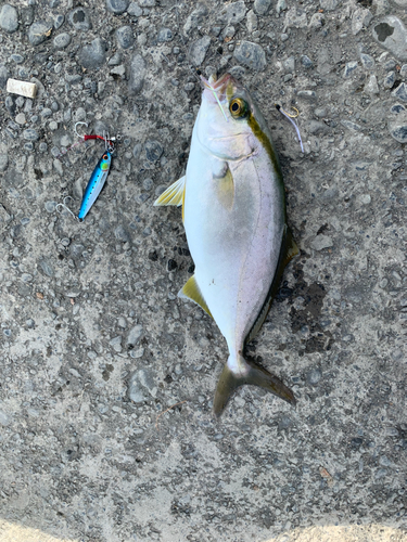 ショゴの釣果