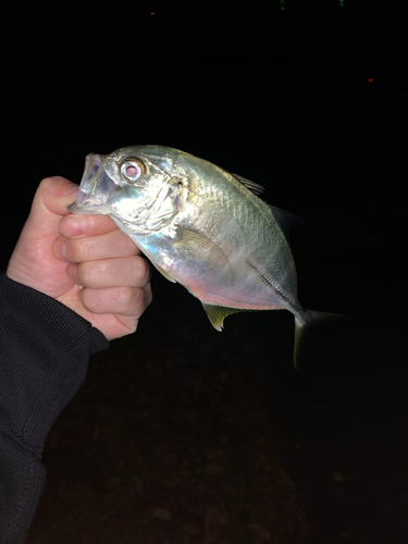 メッキの釣果