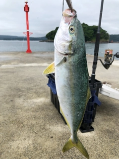 ワカシの釣果