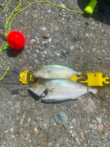 ショゴの釣果