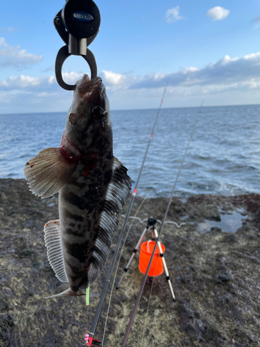 ホッケの釣果