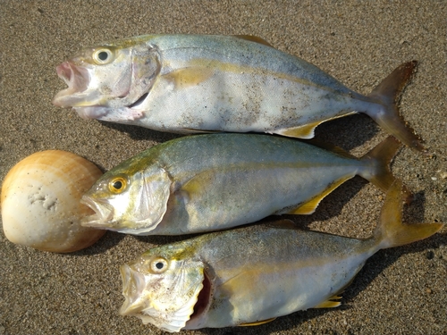 ショゴの釣果