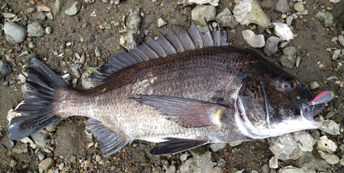 チヌの釣果