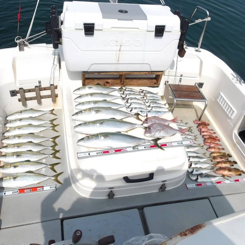 ハマチの釣果