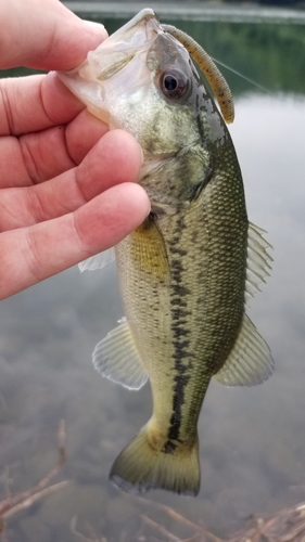 ラージマウスバスの釣果