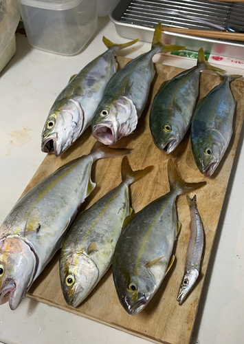 ワカシの釣果