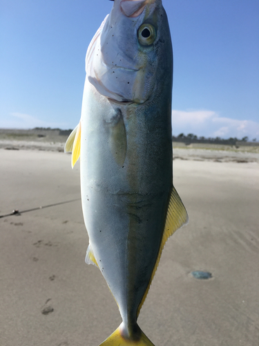 ワカシの釣果