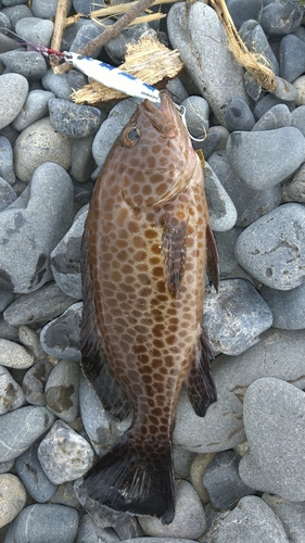 オオモンハタの釣果