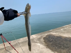 ハゼクチの釣果