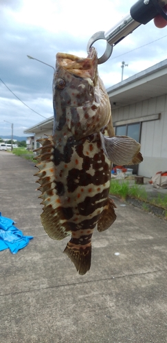 チャイロマルハタの釣果