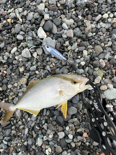 ショゴの釣果