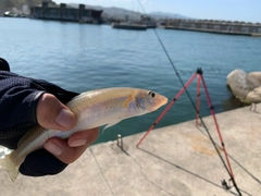 キスの釣果