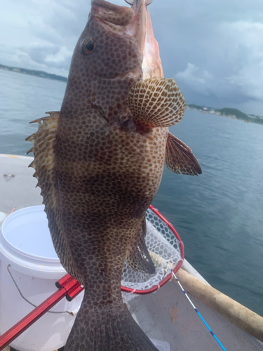 オオモンハタの釣果