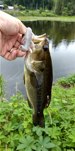 ラージマウスバスの釣果