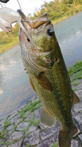 ラージマウスバスの釣果