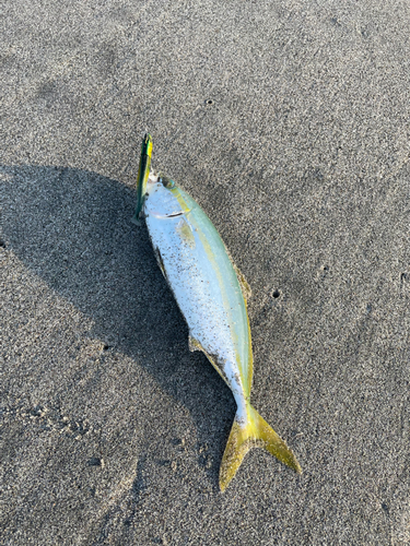 ワカシの釣果