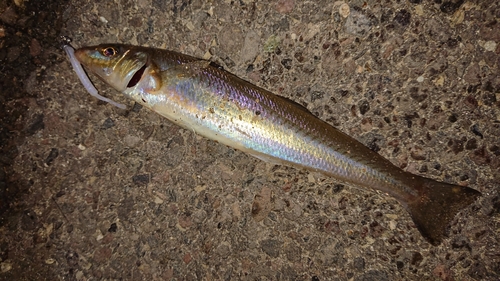 キスの釣果