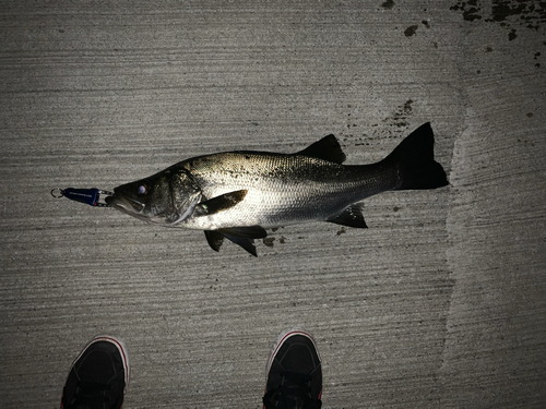 ヒラスズキの釣果