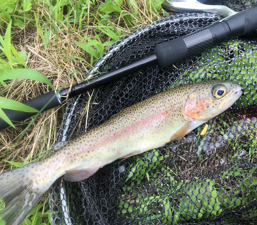 ニジマスの釣果