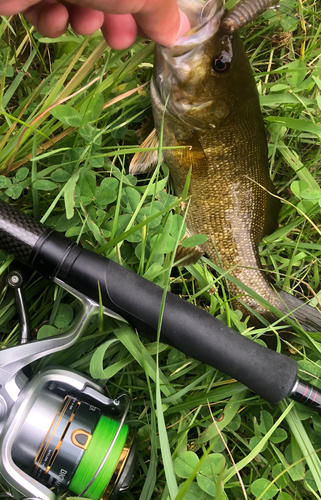 スモールマウスバスの釣果