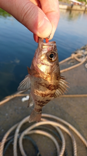 メバルの釣果