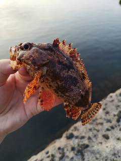 ヨロイメバルの釣果