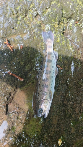 ヤマメの釣果