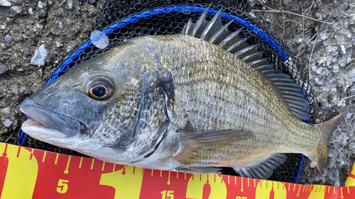 ミナミクロダイの釣果